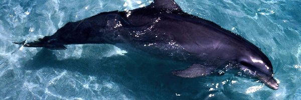 Delfin
