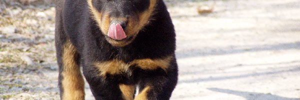 Rottweiler, szczeniak, Słodki