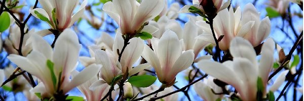 Magnolia