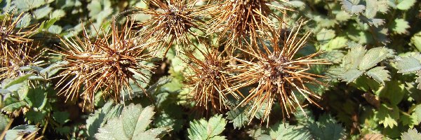 Acena Buchanana, Listki, Zielone