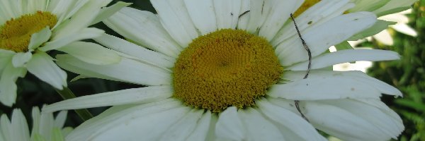 Kwiatki, Złocień, Margerytka, Biało-żółte