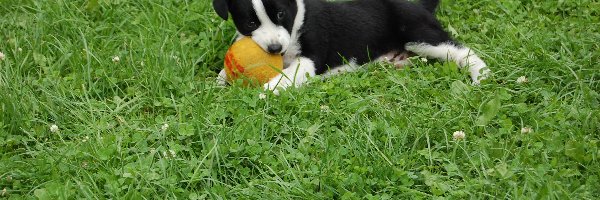 Piłeczka, Border Collie, Trawa, Szczeniak