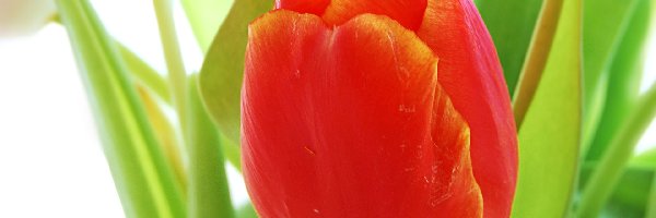 Tulipan, Czerwony