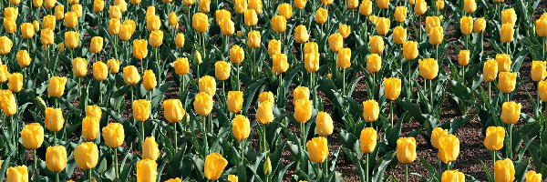 Tulipanów, Żółtych, Plantacja