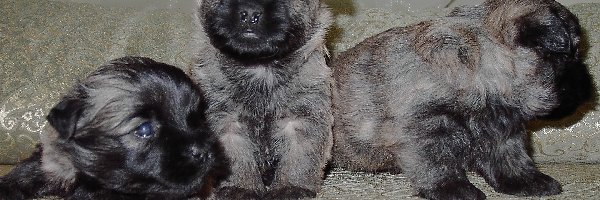 słodkie, Cairn Terrier, szczeniaki, trzy