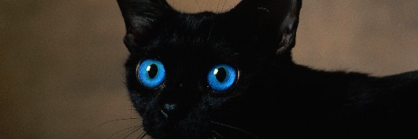Kot, Oczy, Niebieskie, Czarny
