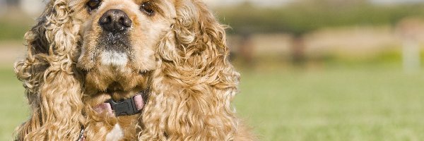 Sierść, Kręcona, Amerykański Spaniel