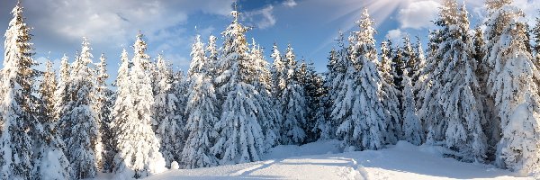 Drzewa, Śniegiem, Pokryte, Promienie Słońca