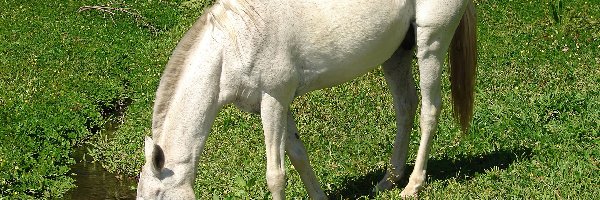 Łąka, Pragnienie, Strumyk, Koń