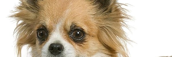 Chihuahua, Pies
