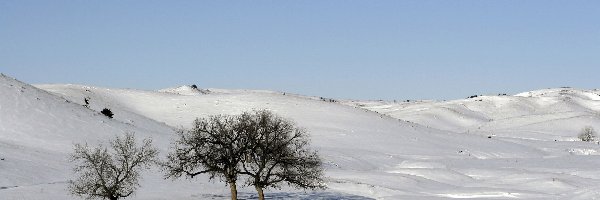 Śnieg, Mróz, Zaspy, Drzewa