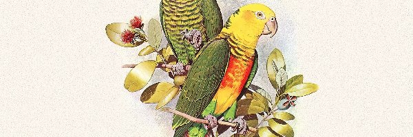 Papugi, Edward Lear, Listki, Kolorowe
