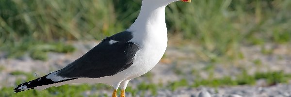 Kamyczki, Mewa Żółtonoga