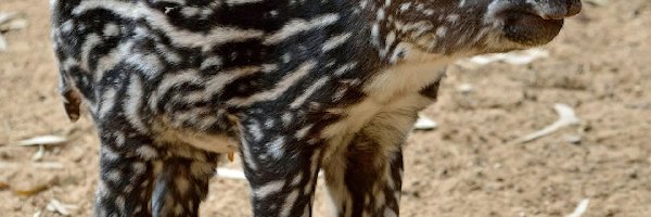 Tapir, Młody