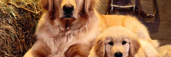 Psy, Słoma, Golden retriever, Dwa