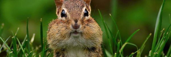 Trawa, Gryzoń, Chipmunk