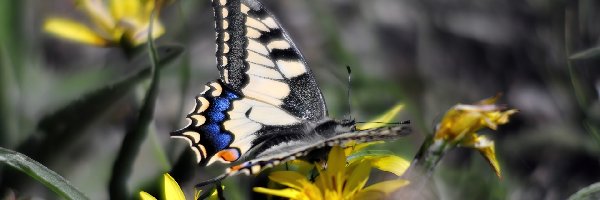 Paź królowej, Kwiaty, Żółte, Motyl