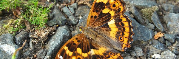 Motyl, Roślinność, Kamienie, Piękny