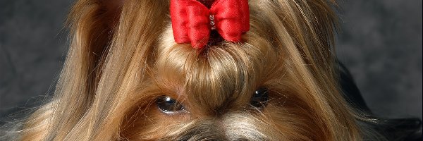 Kokardka, Yorkshire Terrier