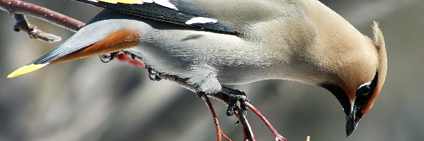 Jagody, Gałązka, Jemiołuszka Zwyczajna