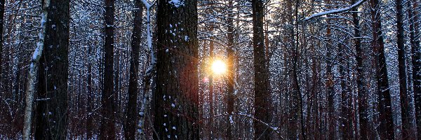 Las, Prześwitujące, Drzewa, Zima, Słońce