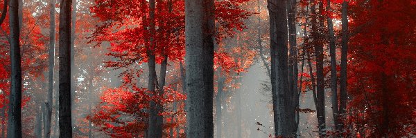 Las, Jesień, Mgła, Drzewa