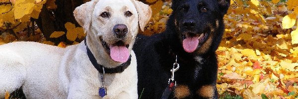 Biały, Retriever, Labrador, Niemiecki, Owczarek