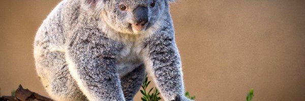 Koala, Drzewa, Konar, Miś