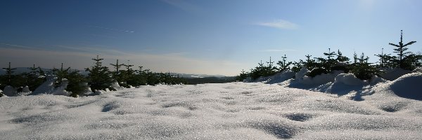 Las, Słońca, Promienie , Śnieg