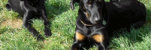 Beauceron