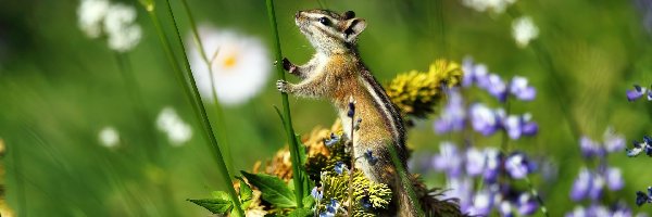 Roślinka, Chipmunk