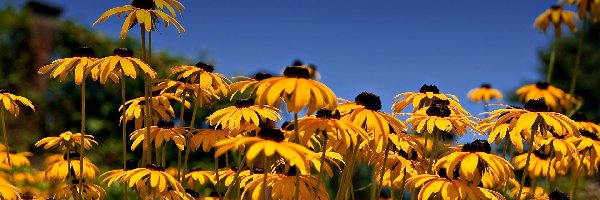 Rudbekia, Kwiaty, Żółte