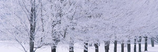 Zima, Drzew, Rząd