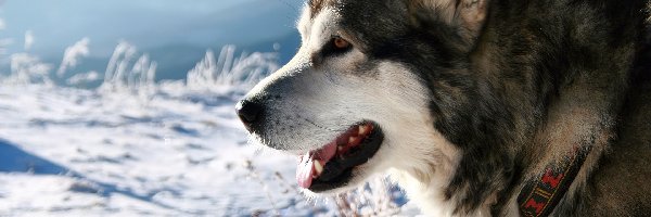 Zima, Malamute, Alaskan