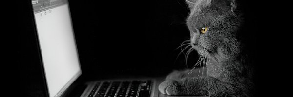 Laptop, Kot