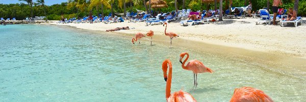 Aruba, Palmy, Plaża, Flamingi, Morze