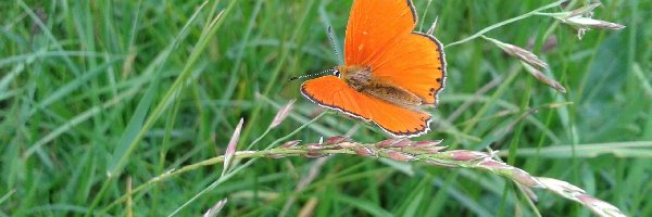 Trawa, Motyl