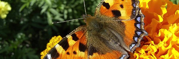 Kwiat, Rusałka Pokrzywnik, Motyl