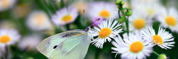 Białe, Bielinek, Motyl, Przymiotno