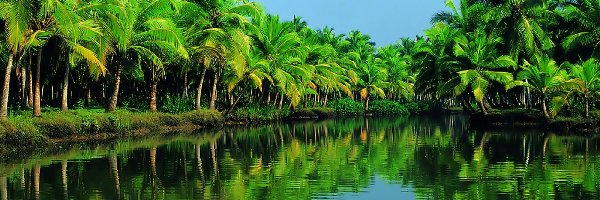 Las, Rzeka, Periyar, Palmowy
, Indie, Kerala
