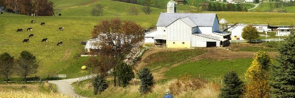 Farma, Droga, Krowy, Łąki