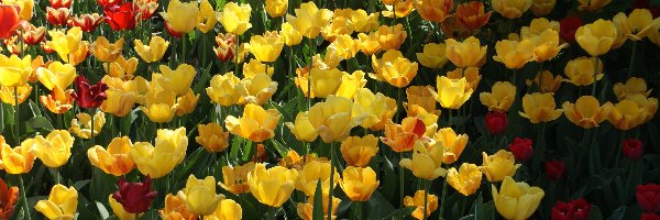 Kwiaty, Ogród, Tulipany, Wiosna