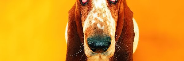 Basset