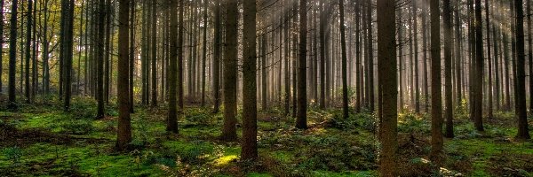 Prześwitujące, Słońca, Promienie, Las