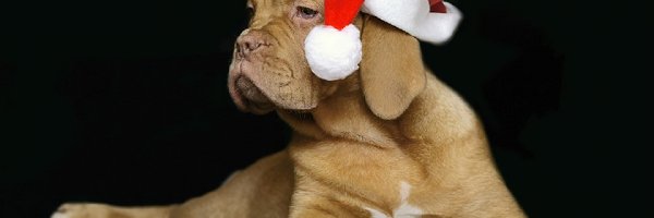 Czapka, Dog de Bordeaux, Mikołaja, Pies