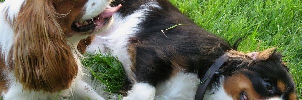 Pieski, Trawa, Toy Spaniel Angielski, Dwa