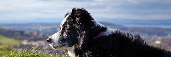 Pies, Łąka, Pasterski, Border Collie, Panorama