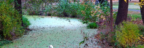 Park, Łabędź, Staw, Jesień