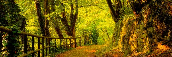 Jesień, Ścieżka, Drzewa, Las