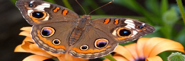 Kwiaty, Motyl